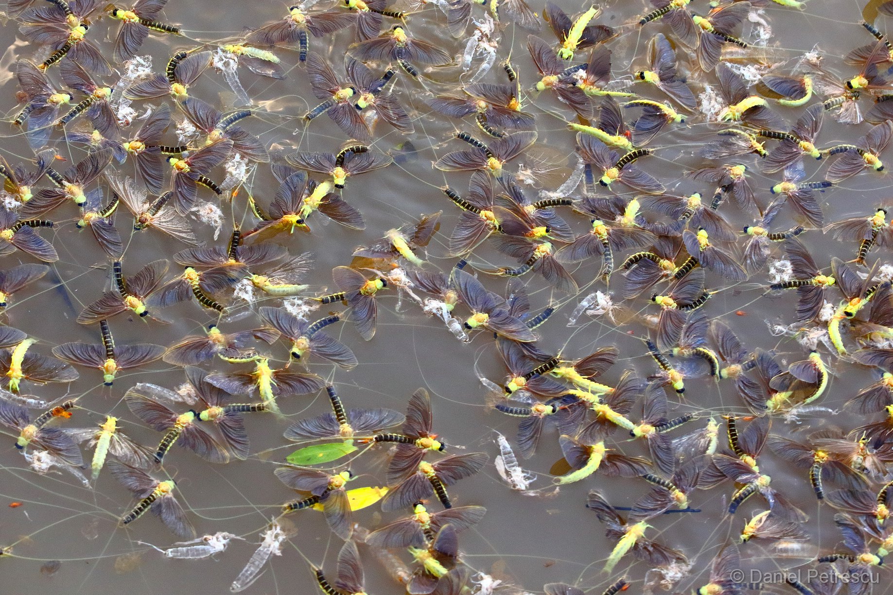 Delta sălbatică | Spectacol unicat oferit de insecte zburătoare cunoscute sub numele de rusalii sau efemeride