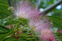 Mimosa sau arborele de mătase