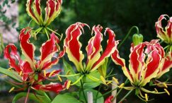 Crinul agățător sau crinul de foc. Gloriosa este floarea națională a Republicii Zimbabwe, iar moneda de 1 cent a acestui stat are gravată o cunună din flori de crini agățători