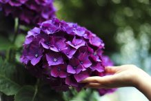 5 sfaturi pentru a avea o hortensie plină de flori