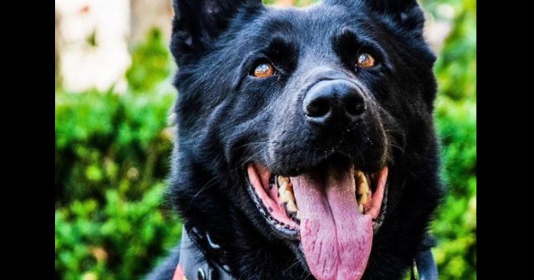 A murit câinele-polițist Șuier, primul lup cehoslovac din România, dedicat identificării substanțelor interzise la festivaluri.